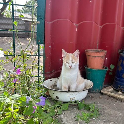 A cat sitting in a bowl.