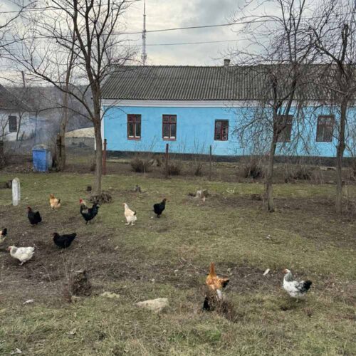 A yard filled with chickens.