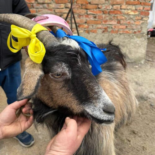 A goat with yellow and blue ribbons.